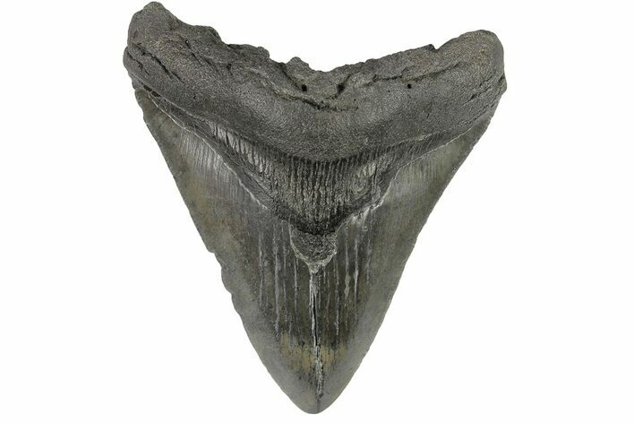 Fossil Megalodon Tooth - South Carolina #169307